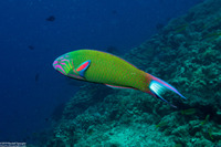 Thalassoma lunare (Crescent Wrasse)