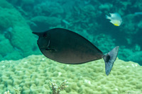 Naso brevirostris (Paletail Unicornfish)