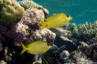 Siganus corallinus (Coral Rabbitfish)