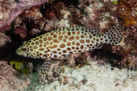 Epinephelus quoyanus (Longfin Grouper)