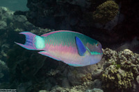 Chlorurus microrhinos (Steephead Parrotfish)