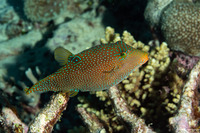 Canthigaster papua (Papuan Toby)