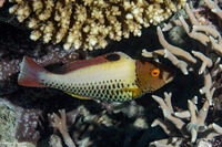 Cetoscarus ocellatus (Spotted Parrotfish)