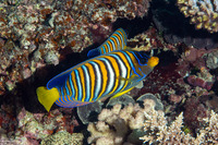 Pygoplites diacanthus (Regal Angelfish)