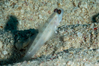 Ctenogobiops feroculus (Sand Shrimpgoby)