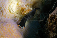 Mariaglaja inornata (Headband Headshield Slug)