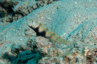 Amblyeleotris guttata (Spotted Shrimpgoby)