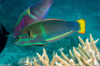 Coris gaimard (Yellowtail Coris)