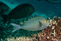 Acanthurus mata (Yellowmask Surgeonfish)