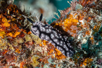 Phyllidiella lizae (Liz's Phyllidiella)