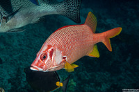 Sargocentron spiniferum (Sabre Squirrelfish)