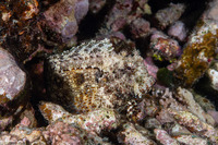 Salarias fasciatus (Jewelled Blenny)
