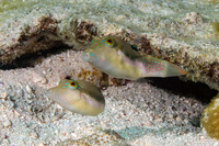 Canthigaster bennetti (Whitebelly Toby)