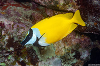 Siganus vulpinus (Foxface Rabbitfish)