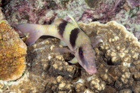 Parupeneus crassilabris (Doublebar Goatfish)