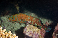 Cephalopholis cyanostigma (Bluespotted Grouper)