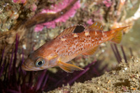 Sebastes flavidus (Yellowtail Rockfish)