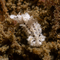 Aegires albopunctatus (Salt-and-Pepper Dorid)