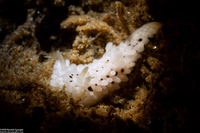 Aegires albopunctatus (Salt-and-Pepper Dorid)