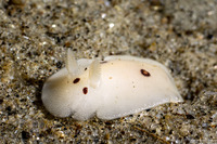 Diaulula sandiegensis (San Diego Dorid)
