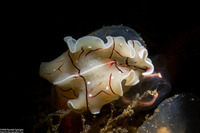 Eurylepta californica (Montgomery's Flatworm)