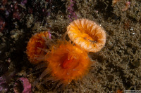 Balanophyllia elegans (Orange Cup Coral)