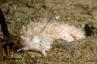 Aeolidia loui (Shag-Rug Aeolid)