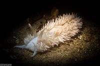 Aeolidia loui (Shag-Rug Aeolid)