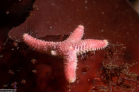 Leptasterias hexactis (Six-Arm Star)