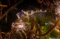 Scorpaenichthys marmoratus (Cabezon)