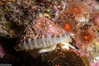 Diodora aspera (Keyhole Limpet)