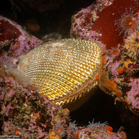 Dallocardia quadragenaria (Spiny Pricklycockle)