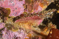 Placiphorella velata (Veiled Chiton)