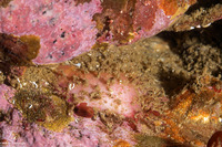 Placiphorella velata (Veiled Chiton)