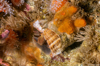 Thylacodes squamigerus (Scaled Wormsnail)