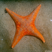 Patiria miniata (Bat Star)