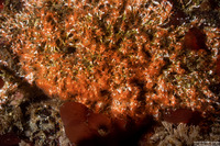 Salmacina tribranchiata (Fragile Tube Worm)