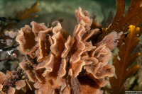 Primavelans sp.1 (Primavelans sp.1)