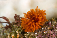 Eudistylia polymorpha (Feather Duster Worm)