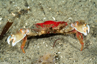 Pugettia foliata (Foliate Kelp Crab)