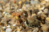 Artedius corallinus (Coralline Sculpin)