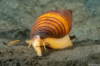 Megasurcula carpenteriana (Carpenter's Turrid)