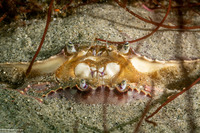 Metacarcinus gracilis (Graceful Crab)