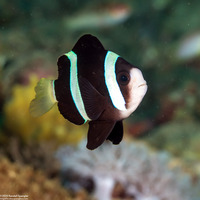 Amphiprion clarkii (Clark's Anemonefish)