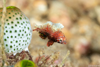 Foa fo (Weedy Cardinalfish)