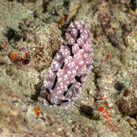 Phyllidiopsis krempfi (Phyllidiopsis Krempfi)