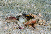 Opistognathus randalli (Yellowbarred Jawfish)