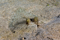 Bothus pantherinus (Panther Flounder)