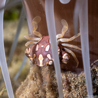 Lissocarcinus laevis (Harlequin Swimming Crab)