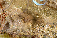 Phoronis australis (Southern Horseshoe Worm)